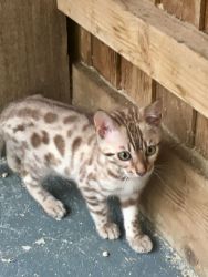 Male and female Bengal cats available
