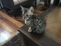Bengal Kittens $900