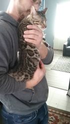 7month old female Bengal