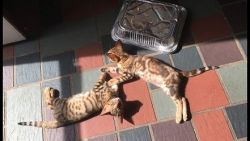 Bengal Kittens -2 Females Left - Born 11/11