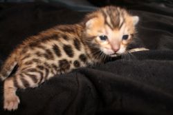 Female Bengal kitten