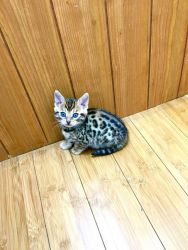 Female Bengal Kitten for Re homing