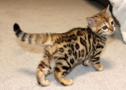 Rosetted Female Bengal kitten