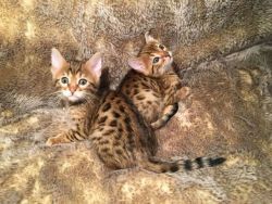 Male and Female Bengal Kitten for R ehoming