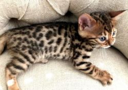 Gorgeous baby Bengal kittens (xxx) xxx-xxx0