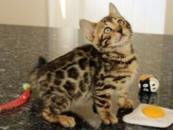 Present.Male And Female Bengal kittens For adoption Now Ready To Go H