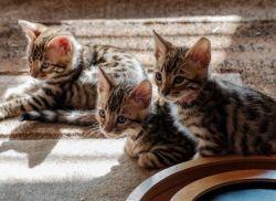 Beautiful Bengal Cubs Ready To Go