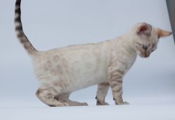 Beautiful Regitered Purebred Pedigree Bengal Kittens Available