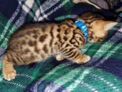Gorgeous Bengal kittens with championship bloodlines