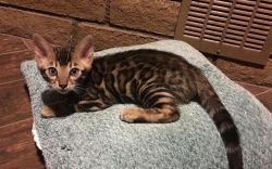 Bengal Kitten stunning Boy
