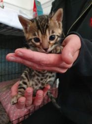 Bengal kittens tica registered