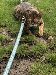 Bengal cat and rescue cat for sale