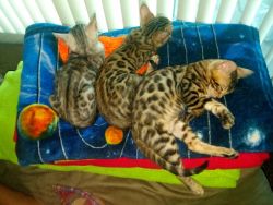 Beautiful Bengal Kittens