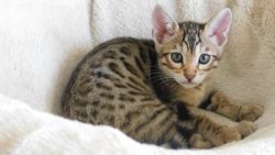 Kitten Bengal female for sale