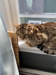 Bengal Cat for sale (1 year old)
