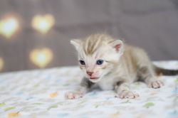 ❤ Amazing litter of F5 Bengal Kittens- Born Sept 14th ❤