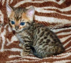 Bengal kittens. 3 female and 2 male