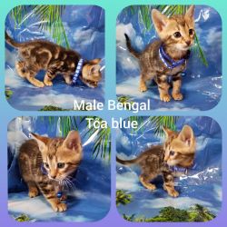 Bengal Tca kittens