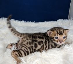 Bengal kittens available a perfect family