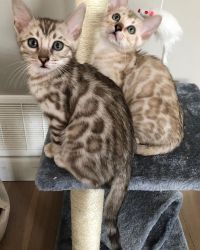 Purebred Bengals kittens