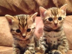 Bengal kittens call xxx-xxx-xxxx