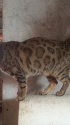 Bengal cat for sale
