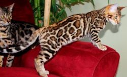 Bengal male and female kitten available