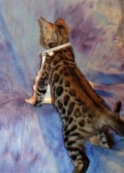 Gorgeous Male & Female Brown and Snow Bengal Kittens Available!