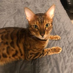 Find a new home for my bengal male cat