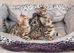 Bengal and Siamese kittens for sale