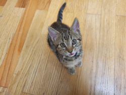 Genetta (Bagel&Munchin) Kitten For Sale!