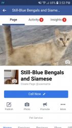 TICA Registered Bengal kittens