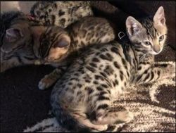 lovely bengal kittens for sale