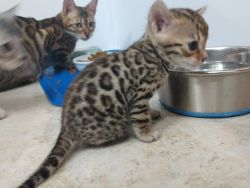 Bengal kittens Seeking best homes