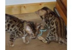 Male And Female BENGAL KITTENS For adoption Now