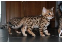 Beautiful 11 weeks old Bengal kittens available