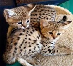Caracal Kittens and Bengal kittens available for new homes.