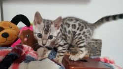 Female Bengal Kitten For Sale