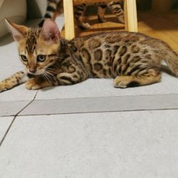 Pure bred Bengals kittens with good blood lines