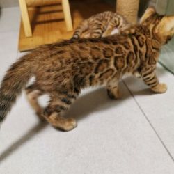 Beautiful Bengal Kittens For Sale