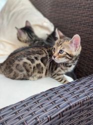 Amazing Bengals Kittens