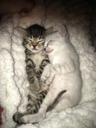 Half Bengal Kittens