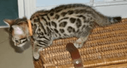 Serval, Savannah, Caracal and Bengal Kittens for sale