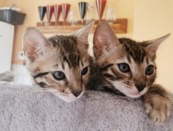 Pure Bengal Kittens For Sale