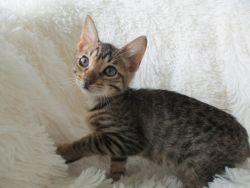 TICA Registered Male Bengal Kittens