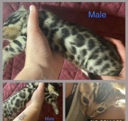 Rosetted male bengals