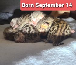 Tica register Bengal kittens for sale!