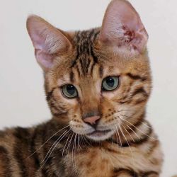 Breeders of Bengal Cats – Quality Bengal Kittens for sale