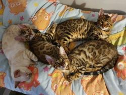 Bengal Kittens Avilable