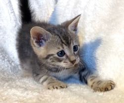 healthy bengal kittens for sale